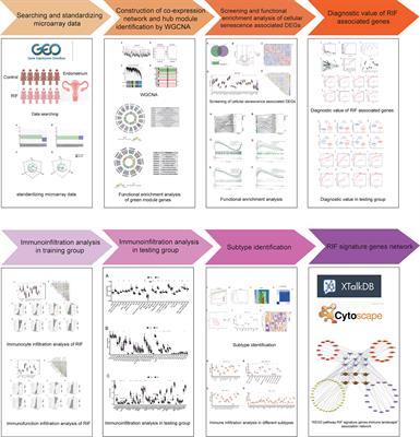 Deciphering the endometrial immune landscape of RIF during the window of implantation from cellular senescence by integrated bioinformatics analysis and machine learning